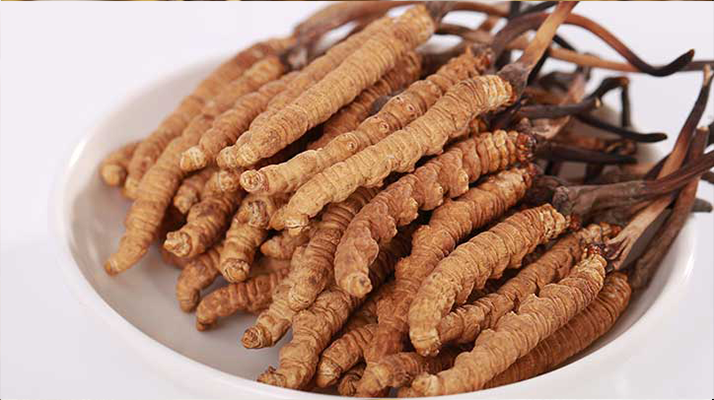 一只冬蟲夏草能泡多少酒?