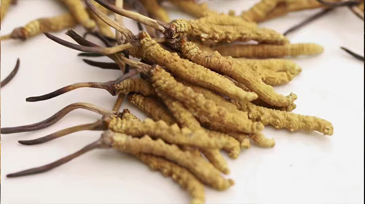 長期吃冬蟲夏草會怎么樣？從益處到注意事項詳解