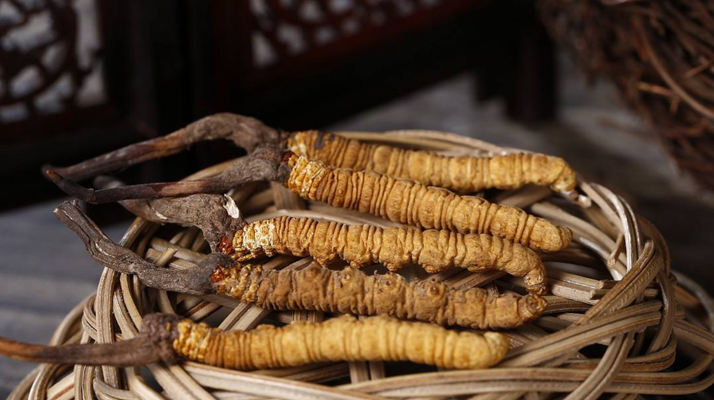 冬蟲夏草煲湯怎么煲好喝？營養與口感雙優的實用指南