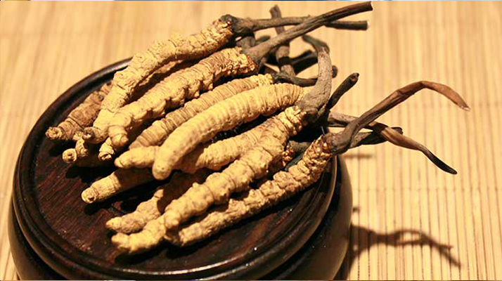 剛挖采的冬蟲(chóng)夏草怎么辦？科學(xué)處理與儲(chǔ)存指南