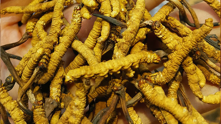 煮冬蟲夏草水能否泡茶？正確飲用方式與誤區解析