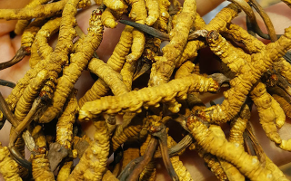 煮冬蟲夏草水能否泡茶？正確飲用方式與誤區解析