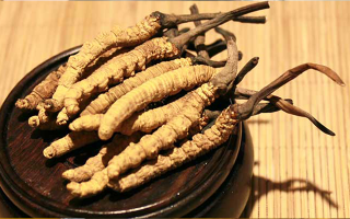 剛挖采的冬蟲(chóng)夏草怎么辦？科學(xué)處理與儲(chǔ)存指南