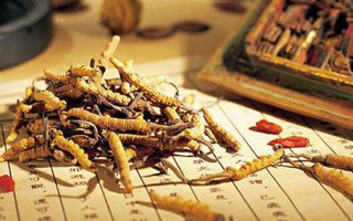 冬蟲夏草要多久才能形成？從蟲到草的時間跨度解析