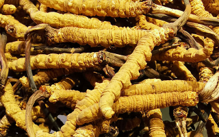 新鮮冬蟲夏草一克多少錢？價格影響因素全解析