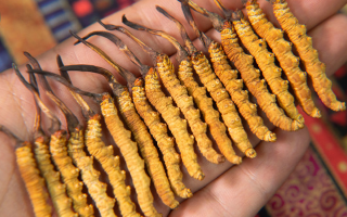 新鮮冬蟲夏草能泡酒嗎？掌握3個關鍵，滋補不踩雷