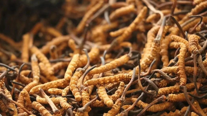 鮮冬蟲夏草有保質期嗎？儲存方式與時效全解析