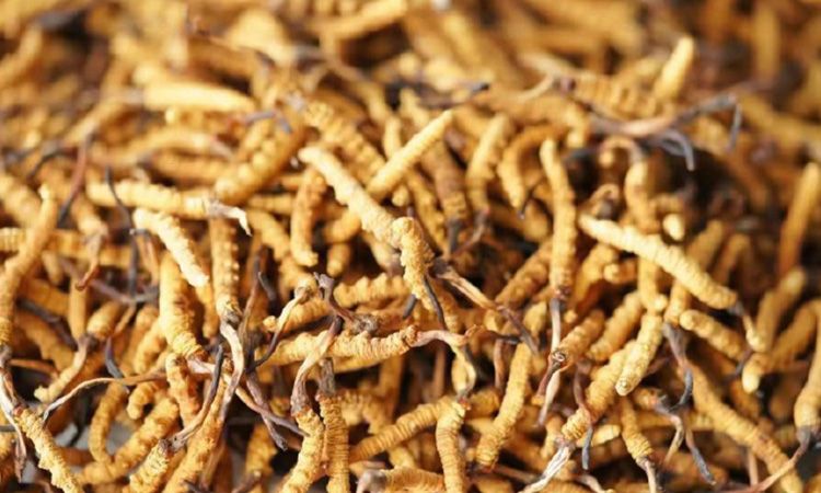 解密冬蟲夏草頭期蟲草：品質優勢與鑒別指南