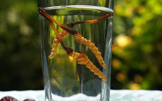 鎖陽冬蟲夏草泡酒：配伍原理、制作方法與飲用規范