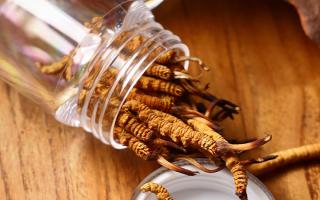 冬蟲夏草多少錢一條？2025 年單條價格換算與選購攻略