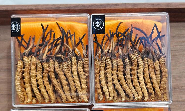 冬蟲夏草現在多少錢一克 