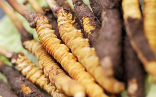 鮮冬蟲夏草哪里產地好些？三大黃金產區品質解析