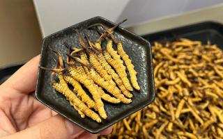 冬蟲夏草可以煲骨頭嗎？當然可以！這樣做營養翻倍