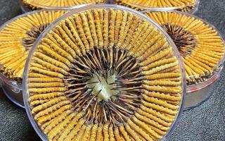 冬蟲夏草一斤價格多少？2025 年行情揭秘，差價竟達數十倍