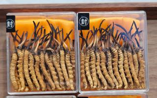 冬蟲夏草現在多少錢一克？2025 年克價揭秘，差價達 5 倍