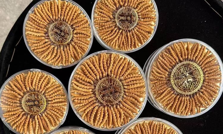 蟲草從產地到市場的價值密碼