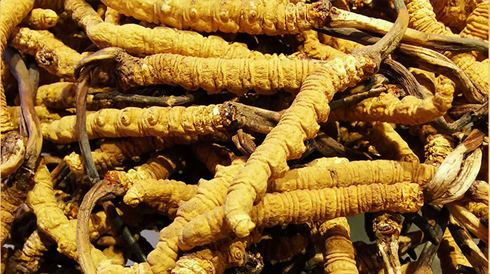 傳統滋補瑰寶的現代營養解讀