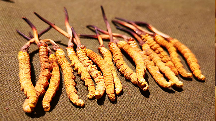 冬蟲(chóng)夏草泡水：每次放多少水才合適？