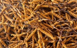 冬蟲夏草專業存放指南：這樣存，品質不打折