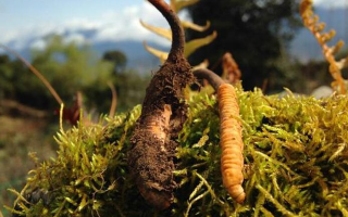 野生冬蟲夏草長什么樣？我跟你嘮嘮-西藏那曲蟲草網(wǎng)