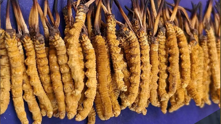 挖了三十年蟲草，這些采摘的苦，沒經(jīng)歷過的人真不懂