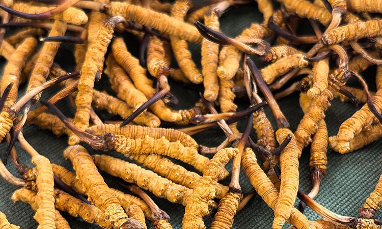 燉了二十年蟲草湯，這口感我太熟了，跟你細(xì)細(xì)說