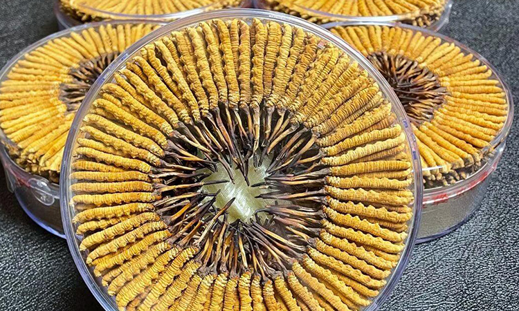 東強堂冬蟲夏草保存的注意事項