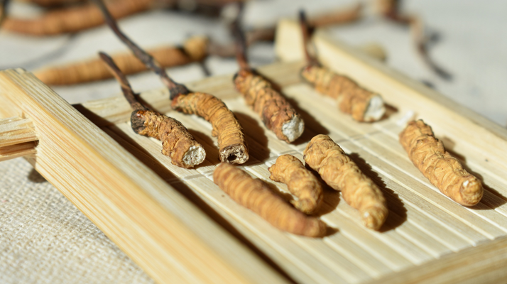 東強堂冬蟲夏草有減肥效果嗎