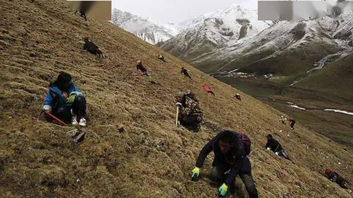 外地人能到蟲草產區采挖蟲草嗎？