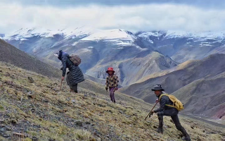 冬蟲夏草的采挖與收購需要資質 實行嚴格許可與備案制