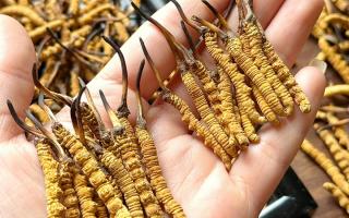 東強堂科普：雪山冬蟲夏草無“葉”！那曲珍品的草頭形態藏著品質密碼