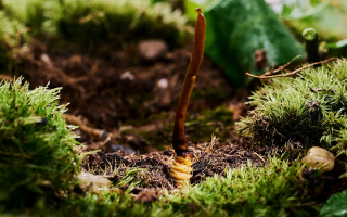  冬蟲(chóng)夏草的市場(chǎng)價(jià)格受哪些因素影響？