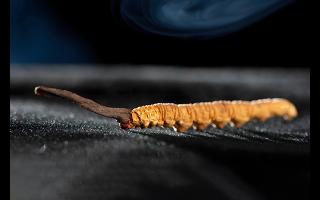 藏區的冬蟲夏草是什么昆蟲變的
