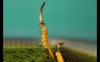  雪山冬蟲夏草的生長周期是多久？