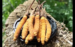 冬蟲夏草生長周期與產區環境的對應表