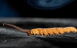 關于冬蟲夏草市場的最新研究報告有哪些？