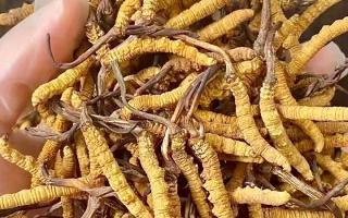 權威指南：熬一鍋湯放幾根冬蟲夏草？藏域珍饈的科學用量標準