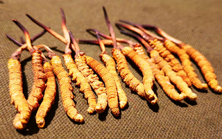 權(quán)威解讀：冬蟲夏草燉雞湯，藏域滋養(yǎng)與家常美味的雙向奔赴-西藏那曲蟲草網(wǎng)