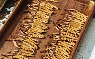 冬蟲夏草現在不值錢了嗎？2026年市場真相揭秘