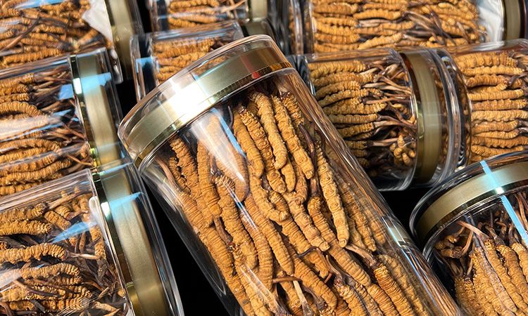 揭秘適合冬蟲夏草生長的環境 