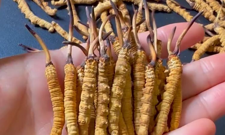 百合冬蟲夏草枸杞紅棗湯