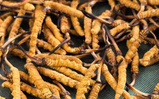 藏區特產冬蟲夏草是什么？西藏那曲蟲草網為你全面解密