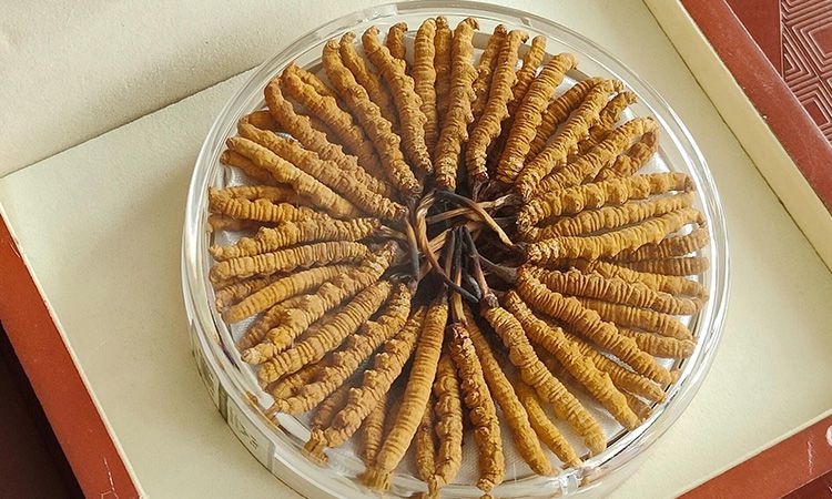 冬蟲夏草不養生會怎么樣