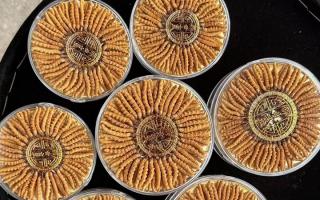 正宗那曲冬蟲夏草其實很便宜，打破高價迷局，回歸價值本質