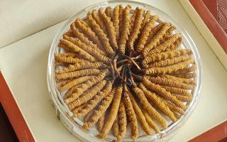 冬蟲夏草不養生會怎么樣？正視滋養價值，規避認知誤區