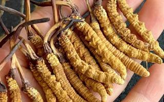 藏紅花和冬蟲夏草哪個貴？揭秘2026年最新價格真相