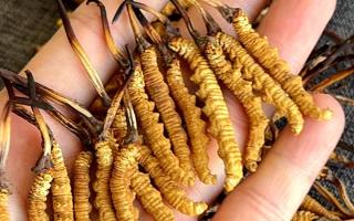 老鴨婆燉冬蟲夏草做法，溫潤滋補不油膩