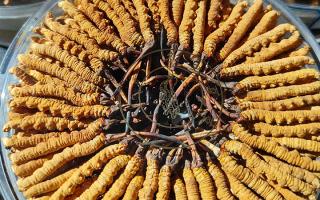 西藏那曲蟲草網(wǎng)行業(yè)解析：冬蟲夏草都含有什么成分？核心營養(yǎng)全揭秘-西藏那曲蟲草網(wǎng)