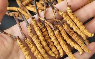 西藏那曲蟲草網詳解：哪些地方能長冬蟲夏草？核心產區全解析