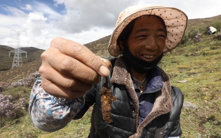 西藏哪個地區冬蟲夏草好？那曲蟲草穩居品質之巔